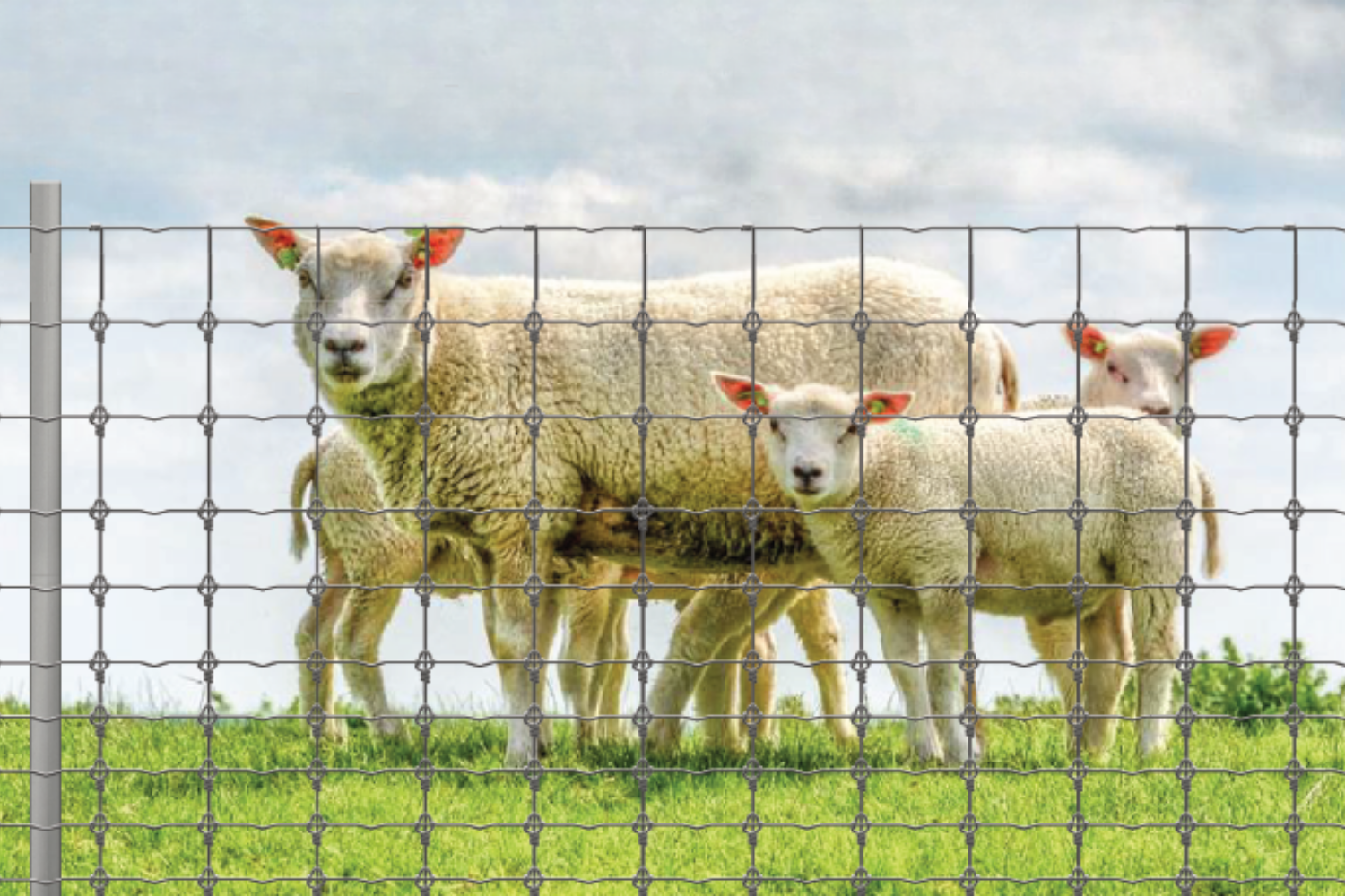 Animal Kaynaksız Düğümlü Çit